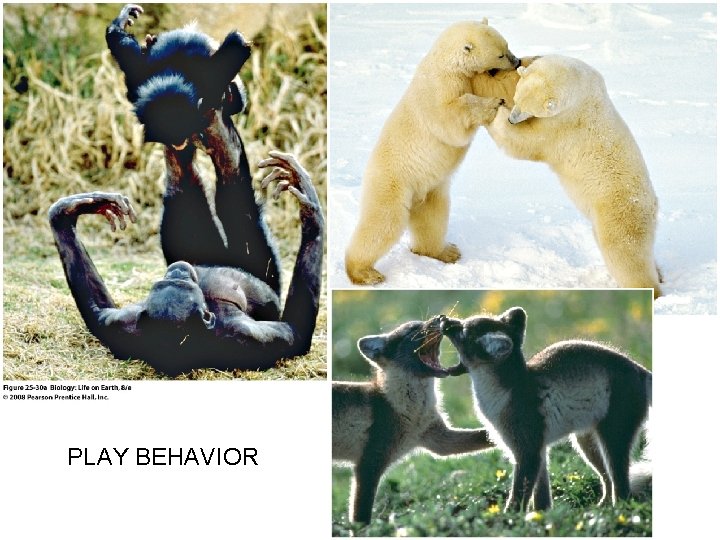 PLAY BEHAVIOR 