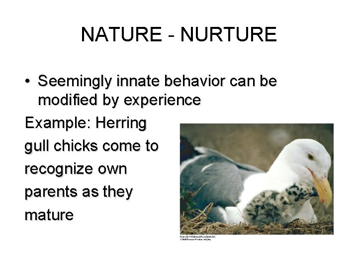 NATURE - NURTURE • Seemingly innate behavior can be modified by experience Example: Herring