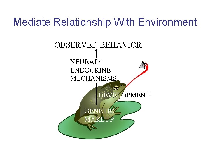 Mediate Relationship With Environment OBSERVED BEHAVIOR NEURAL/ ENDOCRINE MECHANISMS DEVELOPMENT GENETIC MAKEUP 