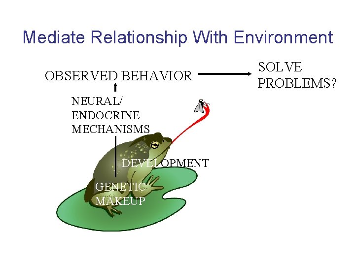 Mediate Relationship With Environment OBSERVED BEHAVIOR NEURAL/ ENDOCRINE MECHANISMS DEVELOPMENT GENETIC MAKEUP SOLVE PROBLEMS?