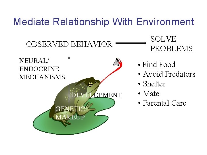 Mediate Relationship With Environment OBSERVED BEHAVIOR NEURAL/ ENDOCRINE MECHANISMS SOLVE PROBLEMS: • Find Food