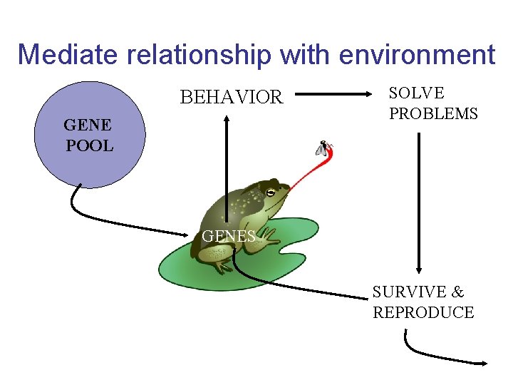 Mediate relationship with environment BEHAVIOR GENE POOL SOLVE PROBLEMS GENES SURVIVE & REPRODUCE 
