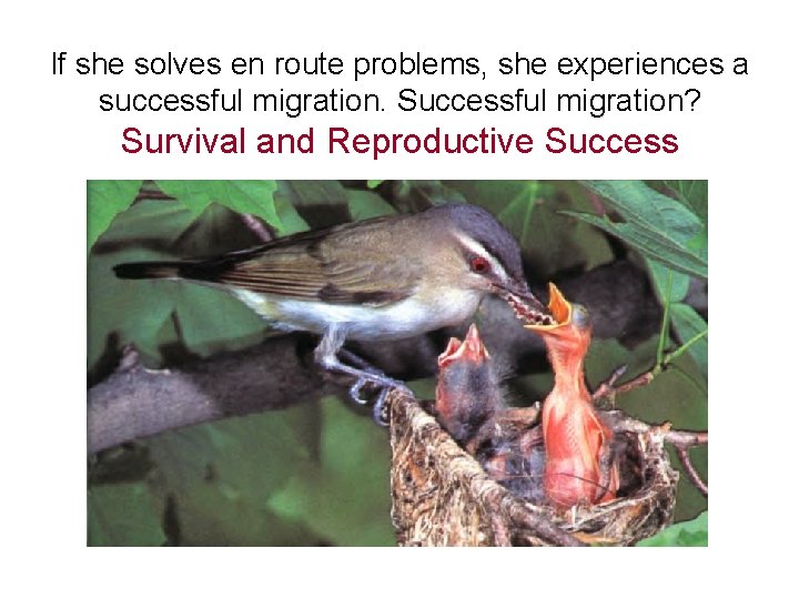 If she solves en route problems, she experiences a successful migration. Successful migration? Survival