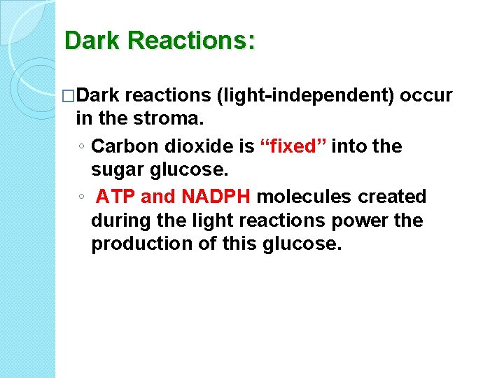 Dark Reactions: �Dark reactions (light-independent) occur in the stroma. ◦ Carbon dioxide is “fixed”