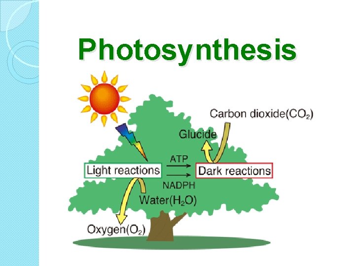 Photosynthesis 