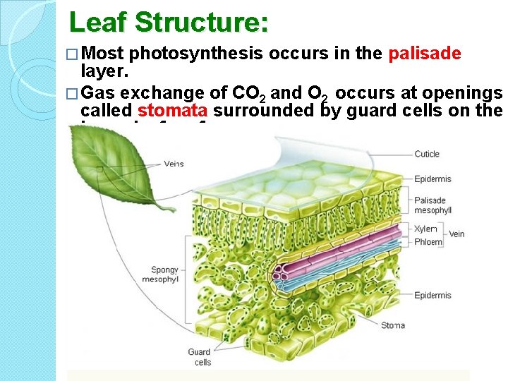 Leaf Structure: � Most photosynthesis occurs in the palisade layer. � Gas exchange of