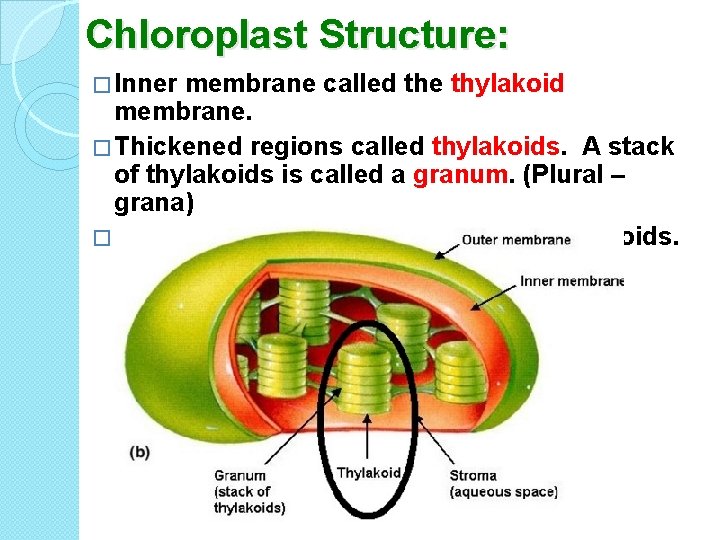 Chloroplast Structure: � Inner membrane called the thylakoid membrane. � Thickened regions called thylakoids.