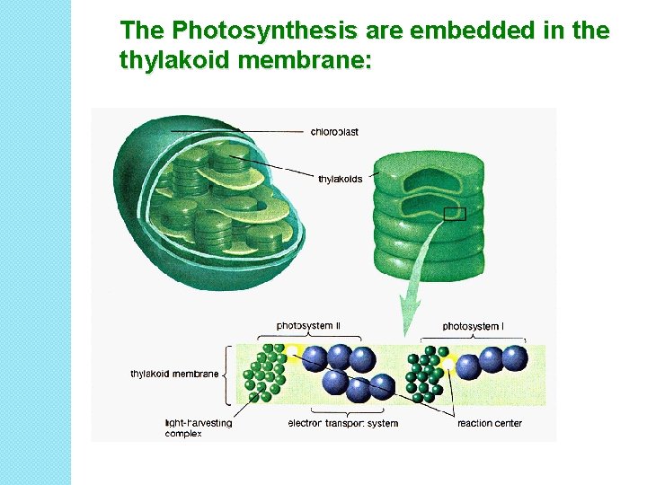 The Photosynthesis are embedded in the thylakoid membrane: 