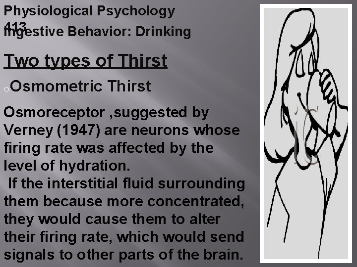 Physiological Psychology 413 Ingestive Behavior: Drinking Two types of Thirst o. Osmometric Thirst Osmoreceptor