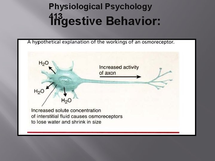 Physiological Psychology 413 Ingestive Behavior: 