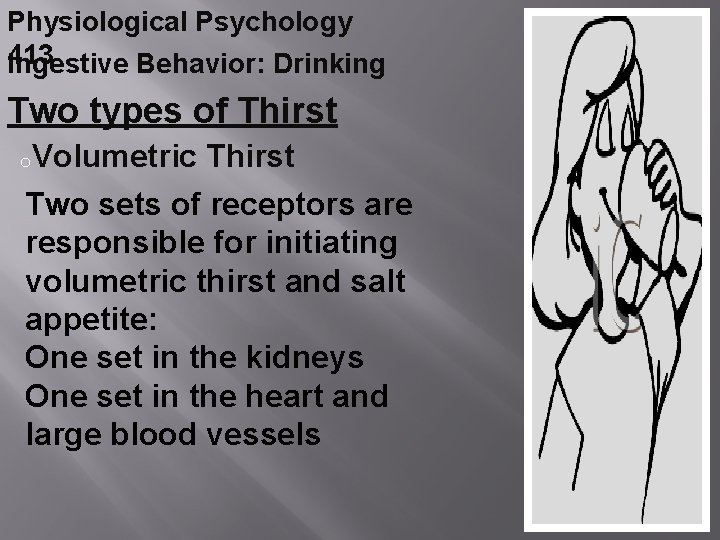 Physiological Psychology 413 Ingestive Behavior: Drinking Two types of Thirst o. Volumetric Thirst Two