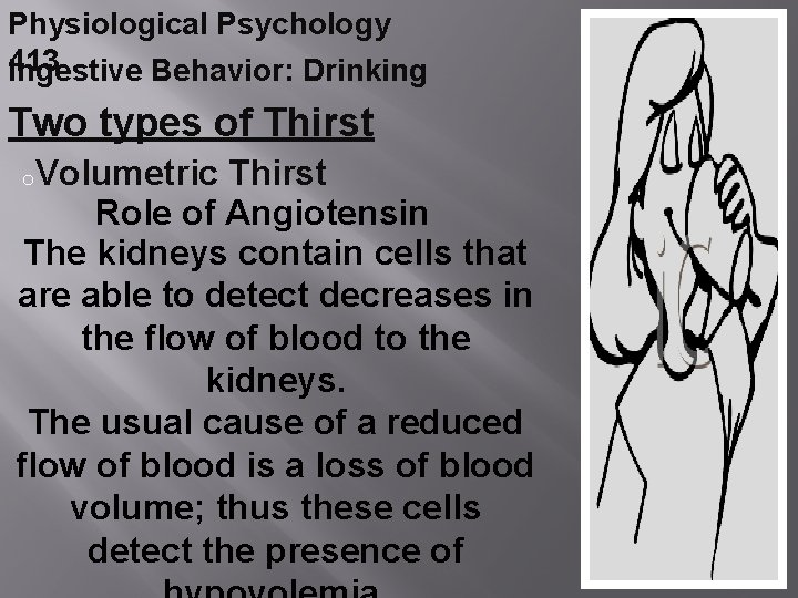 Physiological Psychology 413 Ingestive Behavior: Drinking Two types of Thirst o. Volumetric Thirst Role