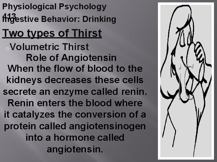 Physiological Psychology 413 Ingestive Behavior: Drinking Two types of Thirst o. Volumetric Thirst Role