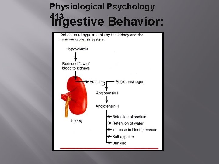 Physiological Psychology 413 Ingestive Behavior: 