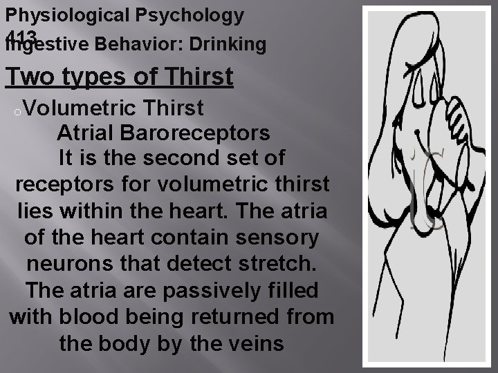 Physiological Psychology 413 Ingestive Behavior: Drinking Two types of Thirst o. Volumetric Thirst Atrial