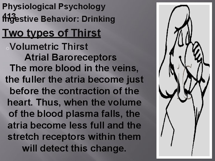 Physiological Psychology 413 Ingestive Behavior: Drinking Two types of Thirst o. Volumetric Thirst Atrial