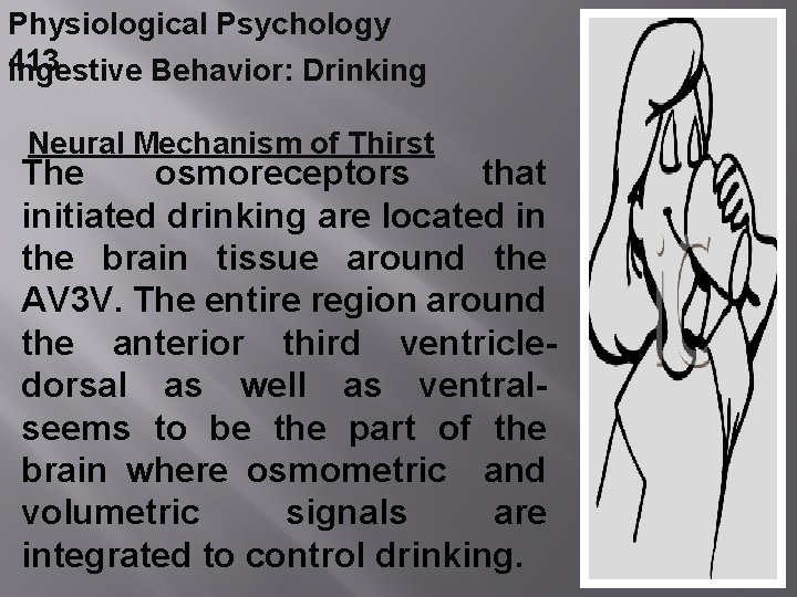 Physiological Psychology 413 Ingestive Behavior: Drinking Neural Mechanism of Thirst The osmoreceptors that initiated