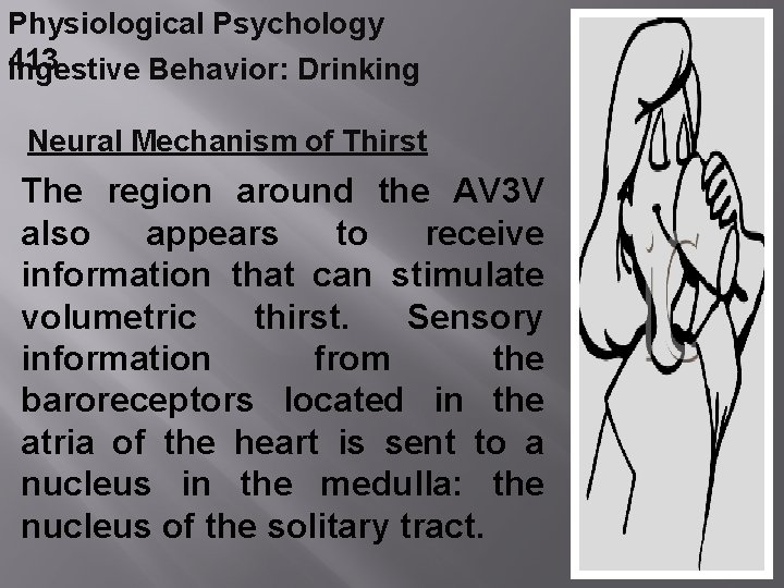 Physiological Psychology 413 Ingestive Behavior: Drinking Neural Mechanism of Thirst The region around the