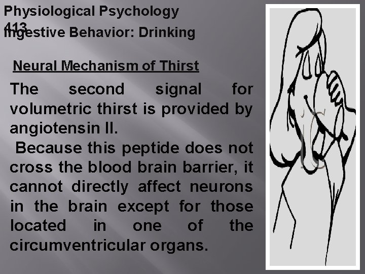 Physiological Psychology 413 Ingestive Behavior: Drinking Neural Mechanism of Thirst The second signal for