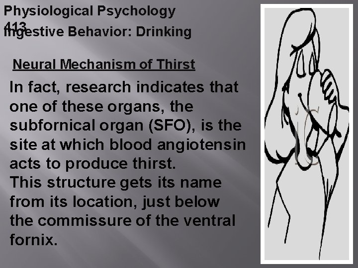 Physiological Psychology 413 Ingestive Behavior: Drinking Neural Mechanism of Thirst In fact, research indicates