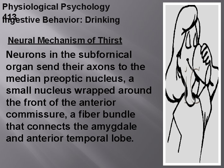 Physiological Psychology 413 Ingestive Behavior: Drinking Neural Mechanism of Thirst Neurons in the subfornical