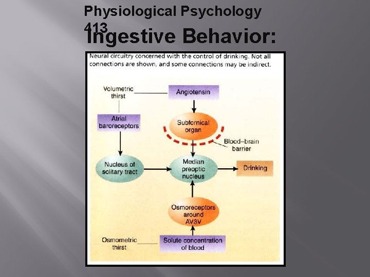 Physiological Psychology 413 Ingestive Behavior: 