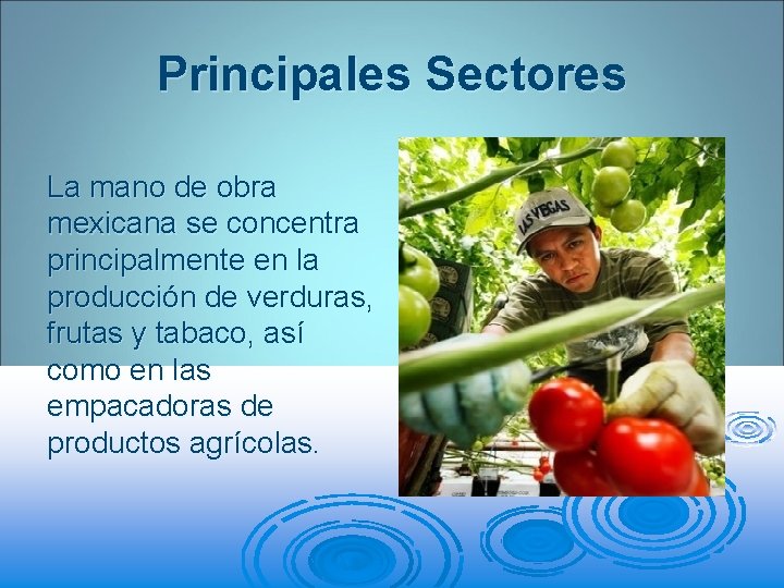 Principales Sectores La mano de obra mexicana se concentra principalmente en la producción de