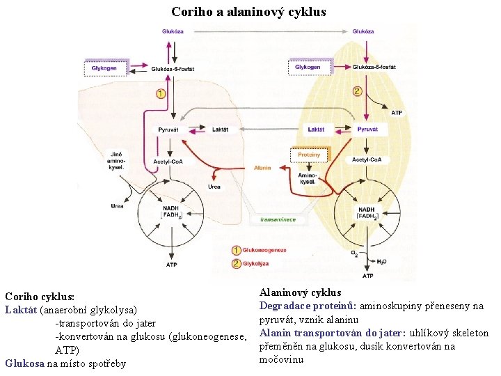 Coriho a alaninový cyklus Coriho cyklus: Laktát (anaerobní glykolysa) -transportován do jater -konvertován na