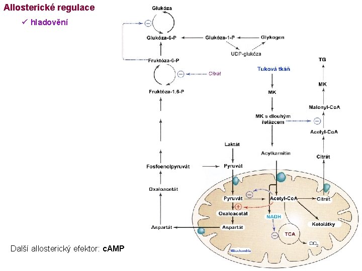 Allosterické regulace ü hladovění Další allosterický efektor: c. AMP 