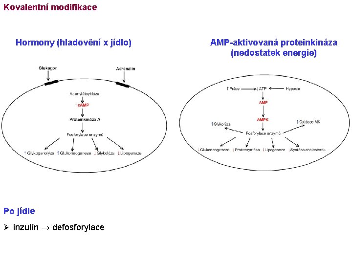Kovalentní modifikace Hormony (hladovění x jídlo) Po jídle Ø inzulín → defosforylace AMP-aktivovaná proteinkináza