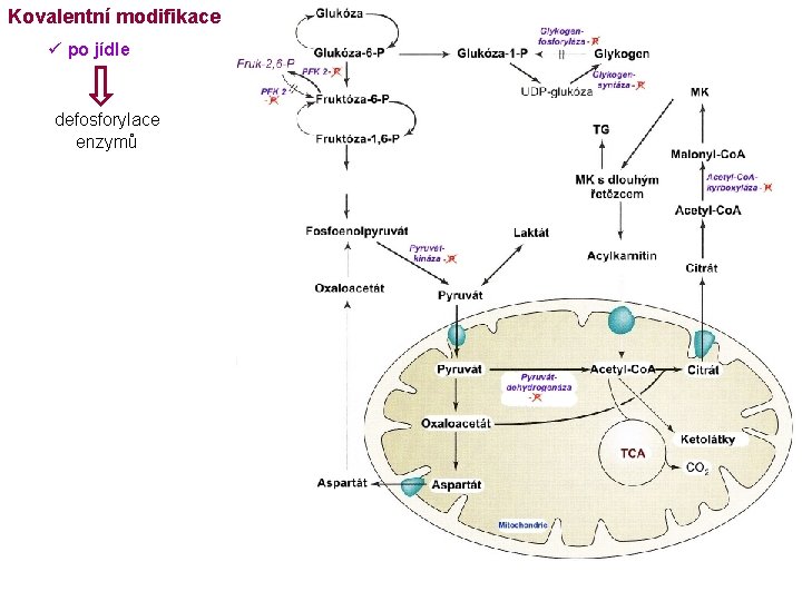 Kovalentní modifikace ü po jídle defosforylace enzymů 