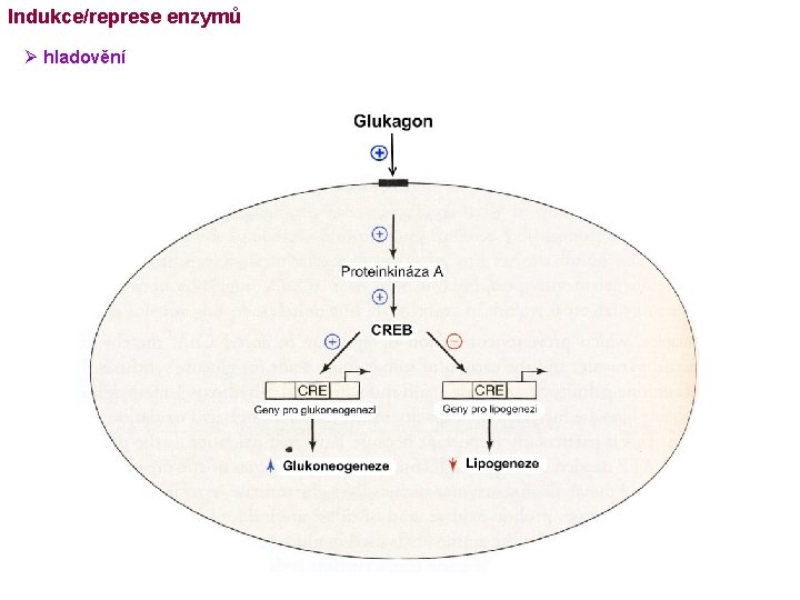 Indukce/represe enzymů Ø hladovění 