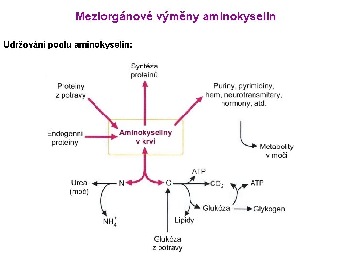 Meziorgánové výměny aminokyselin Udržování poolu aminokyselin: 