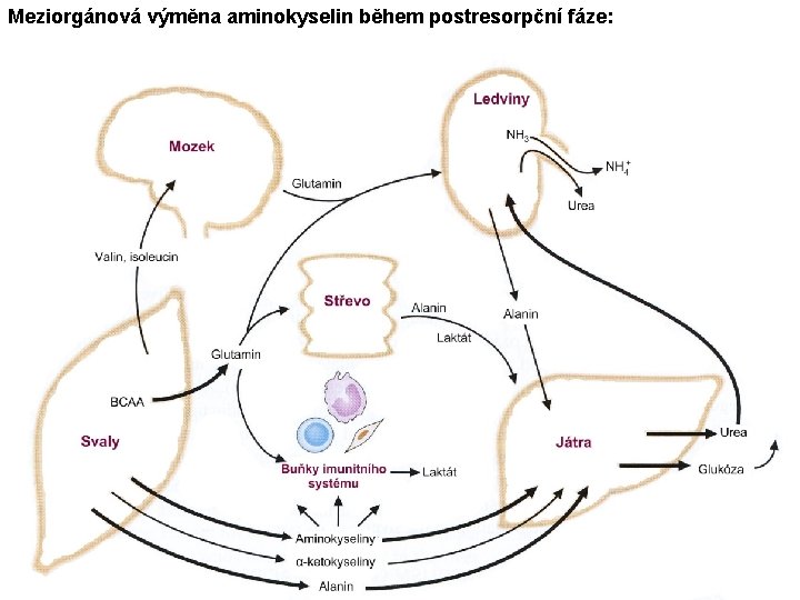 Meziorgánová výměna aminokyselin během postresorpční fáze: 