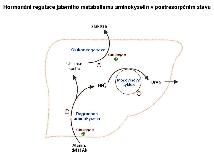 Hormonání regulace jaterního metabolismu aminokyselin v postresorpčním stavu 