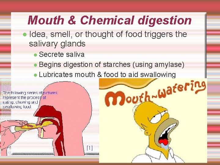 Mouth & Chemical digestion Idea, smell, or thought of food triggers the salivary glands