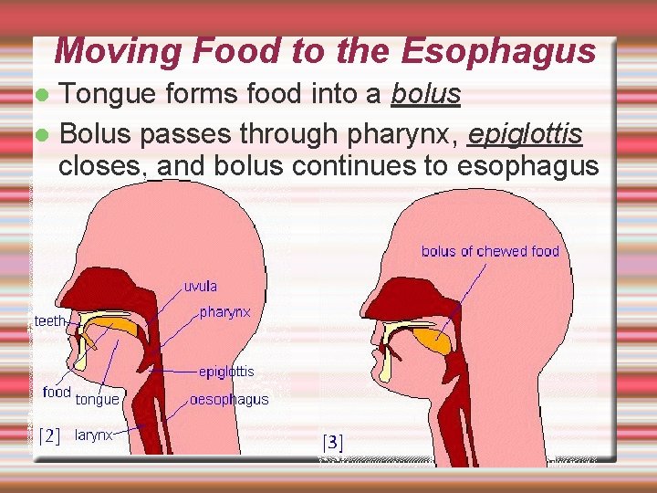 Moving Food to the Esophagus Tongue forms food into a bolus Bolus passes through