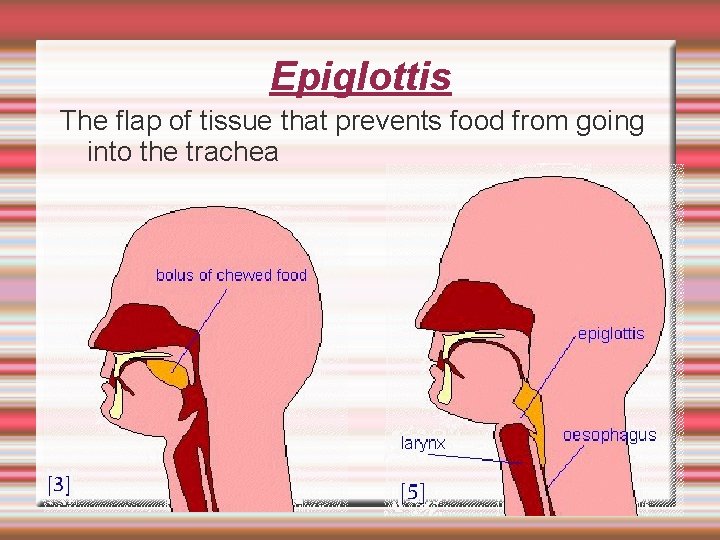 Epiglottis The flap of tissue that prevents food from going into the trachea 