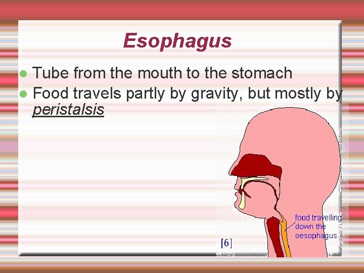 Esophagus Tube from the mouth to the stomach Food travels partly by gravity, but