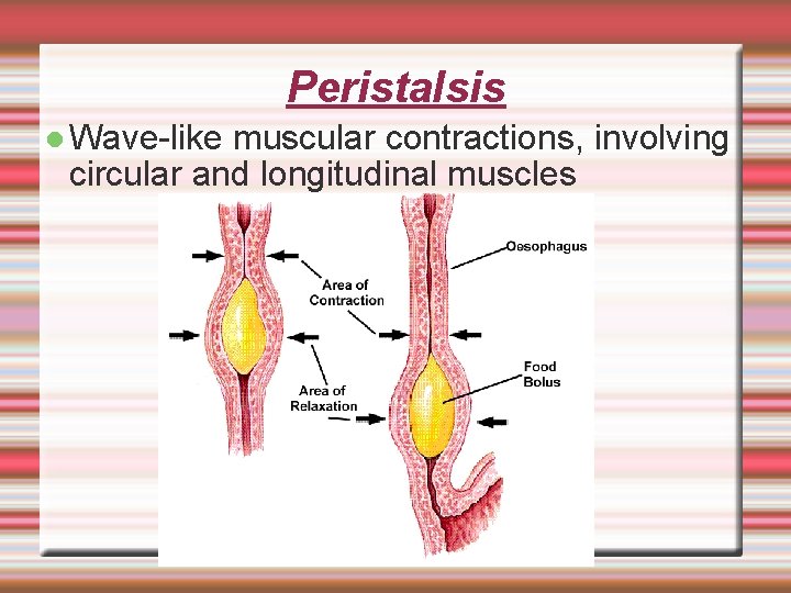 Peristalsis Wave-like muscular contractions, involving circular and longitudinal muscles 