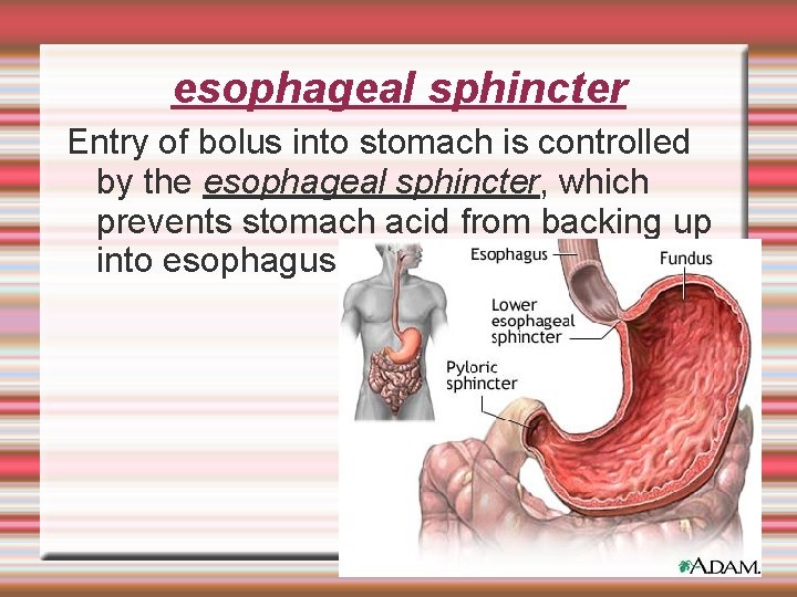 esophageal sphincter Entry of bolus into stomach is controlled by the esophageal sphincter, which