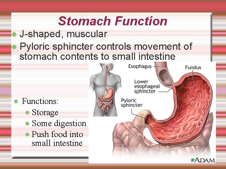 Stomach Function J-shaped, muscular Pyloric sphincter controls movement of stomach contents to small intestine