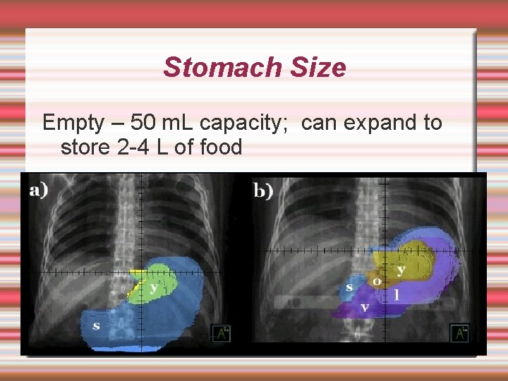 Stomach Size Empty – 50 m. L capacity; can expand to store 2 -4