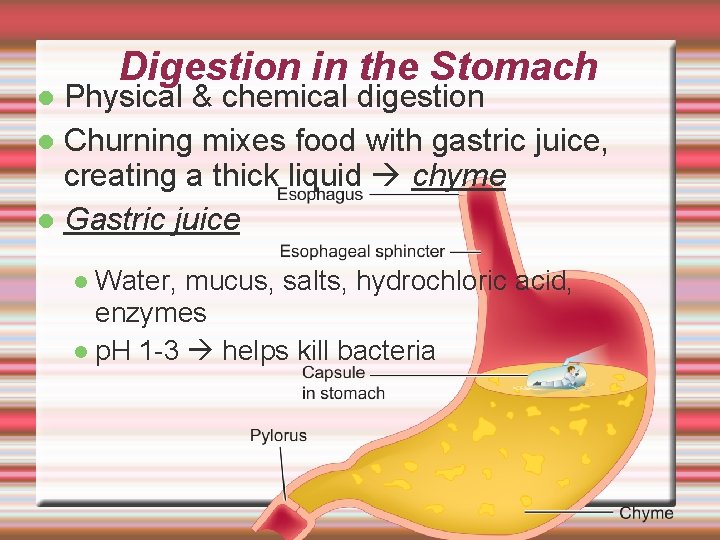 Digestion in the Stomach Physical & chemical digestion Churning mixes food with gastric juice,