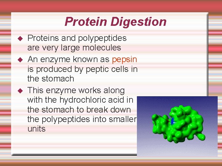 Protein Digestion Proteins and polypeptides are very large molecules An enzyme known as pepsin