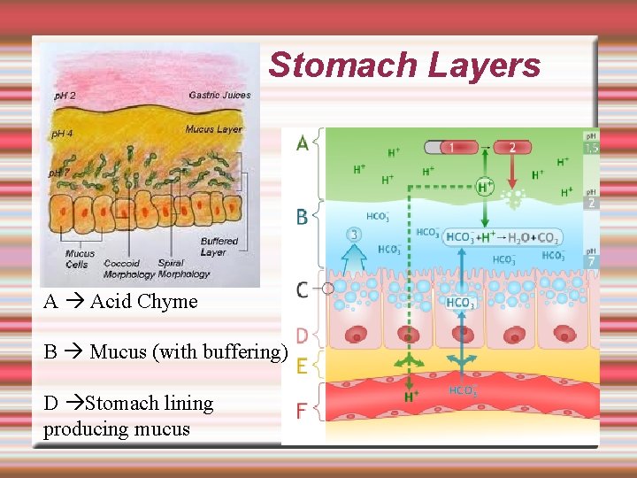 Stomach Layers A Acid Chyme B Mucus (with buffering) D Stomach lining producing mucus