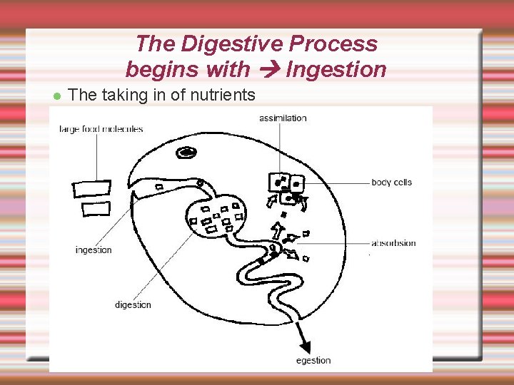 The Digestive Process begins with Ingestion The taking in of nutrients 