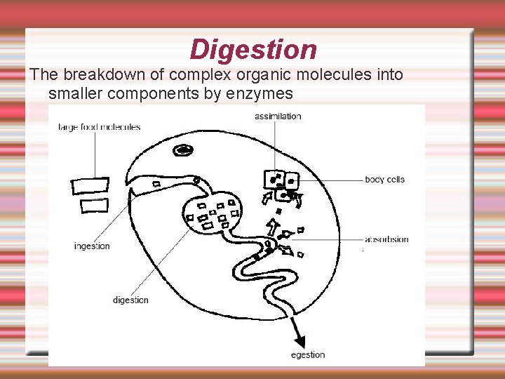 Digestion The breakdown of complex organic molecules into smaller components by enzymes 