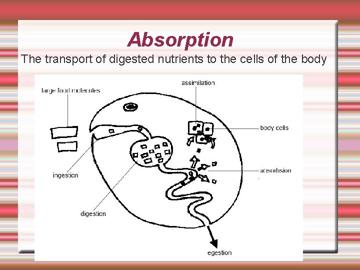 Absorption The transport of digested nutrients to the cells of the body 