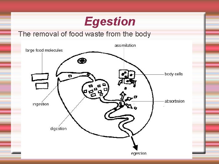 Egestion The removal of food waste from the body 